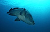 Napolean wrasse. Egyptian Red Sea, Egypt. Image #05261