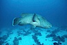 Napolean wrasse. Egyptian Red Sea, Egypt. Image #05262
