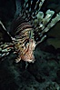 Lionfish. Egyptian Red Sea, Egypt. Image #05263