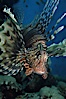 Lionfish. Egyptian Red Sea, Egypt. Image #05264