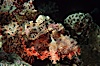 Flathead scorpionfish. Egyptian Red Sea, Egypt. Image #05267