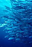 Jacks schooling. Cocos Island, Costa Rica. Image #05272