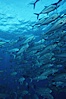 Jacks schooling. Cocos Island, Costa Rica. Image #05273