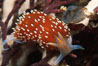 Nudibranch on calcareous coralline algae. Monterey, California, USA. Image #05284