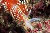 Nudibranch on calcareous coralline algae. Monterey, California, USA. Image #05285