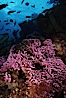 Hydrocoral on rocky reef. San Clemente Island, California, USA. Image #05288