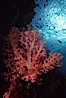 Red alcyonarian soft coral, Northern Red Sea. Egyptian Red Sea, Egypt. Image #05291