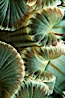 Aggregating anemone mouth detail. San Miguel Island, California, USA. Image #05302