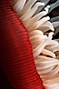 Anemone detail. Santa Cruz Island, California, USA. Image #05304
