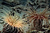 Tube anemone. La Jolla, California, USA. Image #05306