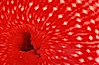 Anemone detail. Santa Cruz Island, California, USA. Image #05321