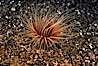 Tube anemone. La Jolla, California, USA. Image #05325