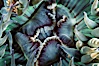 Aggregating anemone mouth detail. San Miguel Island, California, USA. Image #05329