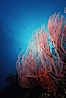 Red gorgonian. San Clemente Island, California, USA. Image #05333