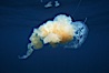 Fried egg jellyfish, open ocean. San Diego, California, USA. Image #05337