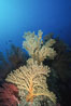 Parasitic zoanthid anemones (yellow) cover dead/dying brown gorgonian. Eagle Rock. Catalina Island, California, USA. Image #05342
