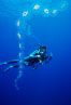Salp chain and diver, open ocean. San Diego, California, USA. Image #05343