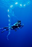 Salp chain and diver, open ocean. San Diego, California, USA. Image #05343