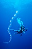 Salp chain and diver, open ocean. San Diego, California, USA. Image #05345