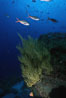 Black coral. Isla Champion, Galapagos Islands, Ecuador. Image #05347