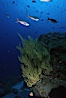 Black coral. Isla Champion, Galapagos Islands, Ecuador. Image #05347