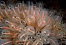 Lightbulb tunicate. San Diego, California, USA. Image #05353
