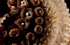 Giant sea star (starfish) detail. La Jolla, California, USA. Image #05363