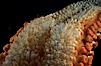 Giant sea star (starfish) detail. La Jolla, California, USA. Image #05366
