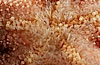 Giant sea star (starfish) detail. La Jolla, California, USA. Image #05367
