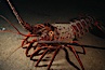 Spiny lobster. San Clemente Island, California, USA. Image #05376