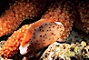 Chestnut cowry, mantle exposed. San Miguel Island, California, USA. Image #05384
