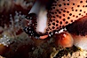 Chestnut cowry, mantle exposed. San Miguel Island, California, USA. Image #05385