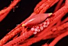 Simnia and egg cluster on gorgonian. Anacapa Island, California, USA. Image #05386