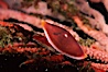 Simnia on gorgonian. Anacapa Island, California, USA. Image #05387