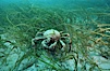 Sheep crab. Catalina Island, California, USA. Image #05394