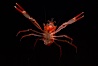Pelagic red tuna crab. San Diego, California, USA. Image #05396