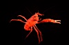 Pelagic red tuna crab. San Diego, California, USA. Image #05397