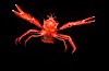 Pelagic red tuna crab. San Diego, California, USA. Image #05398