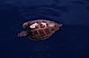 Juvenile loggerhead turtle basking at surface. Sao Miguel Island, Azores, Portugal. Image #05483