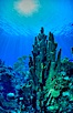 Pillar coral. Roatan, Honduras. Image #05571
