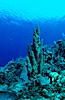 Pillar coral. Roatan, Honduras. Image #05572
