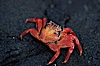 Sally Lightfoot crab. Galapagos Islands, Ecuador. Image #05587