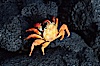 Sally Lightfoot crab. Galapagos Islands, Ecuador. Image #05588