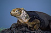 Galapagos land iguana. South Plaza Island, Galapagos Islands, Ecuador. Image #05691