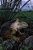Galapagos land iguana. South Plaza Island, Galapagos Islands, Ecuador. Image #05692