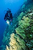 Black coral and diver. Isla Champion, Galapagos Islands, Ecuador. Image #05704