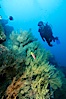 Black coral and diver. Isla Champion, Galapagos Islands, Ecuador. Image #05705