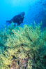 Black coral and diver. Isla Champion, Galapagos Islands, Ecuador. Image #05706