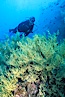 Black coral and diver. Isla Champion, Galapagos Islands, Ecuador. Image #05706