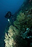 Black coral and diver. Isla Champion, Galapagos Islands, Ecuador. Image #05707